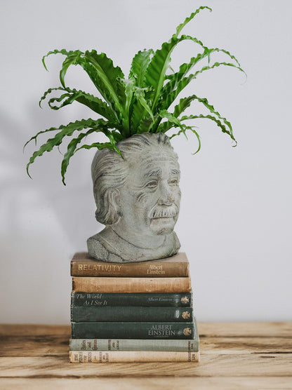 Small Einstein Head Planter